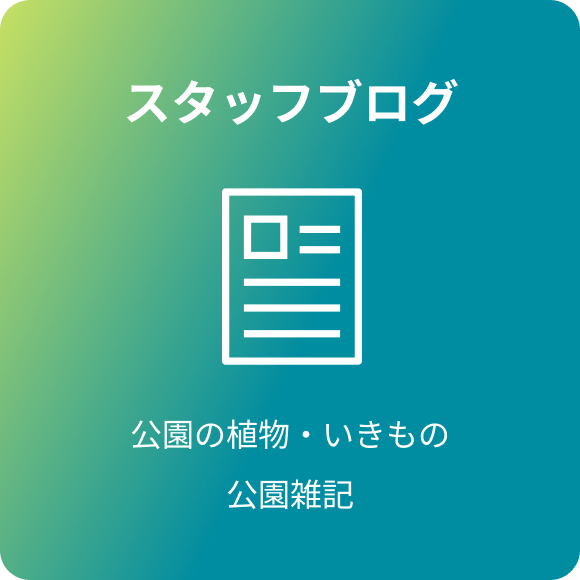 スタッフブログ