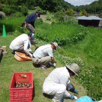花いっぱい大作戦の会 ~リコリス球根の植え付け~ 花いっぱい大作戦の会 ~リコリス球根の植え付け~