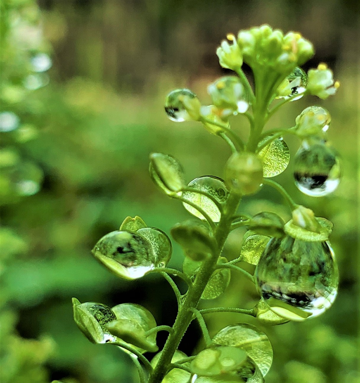 雨の景色 けいはんな記念公園