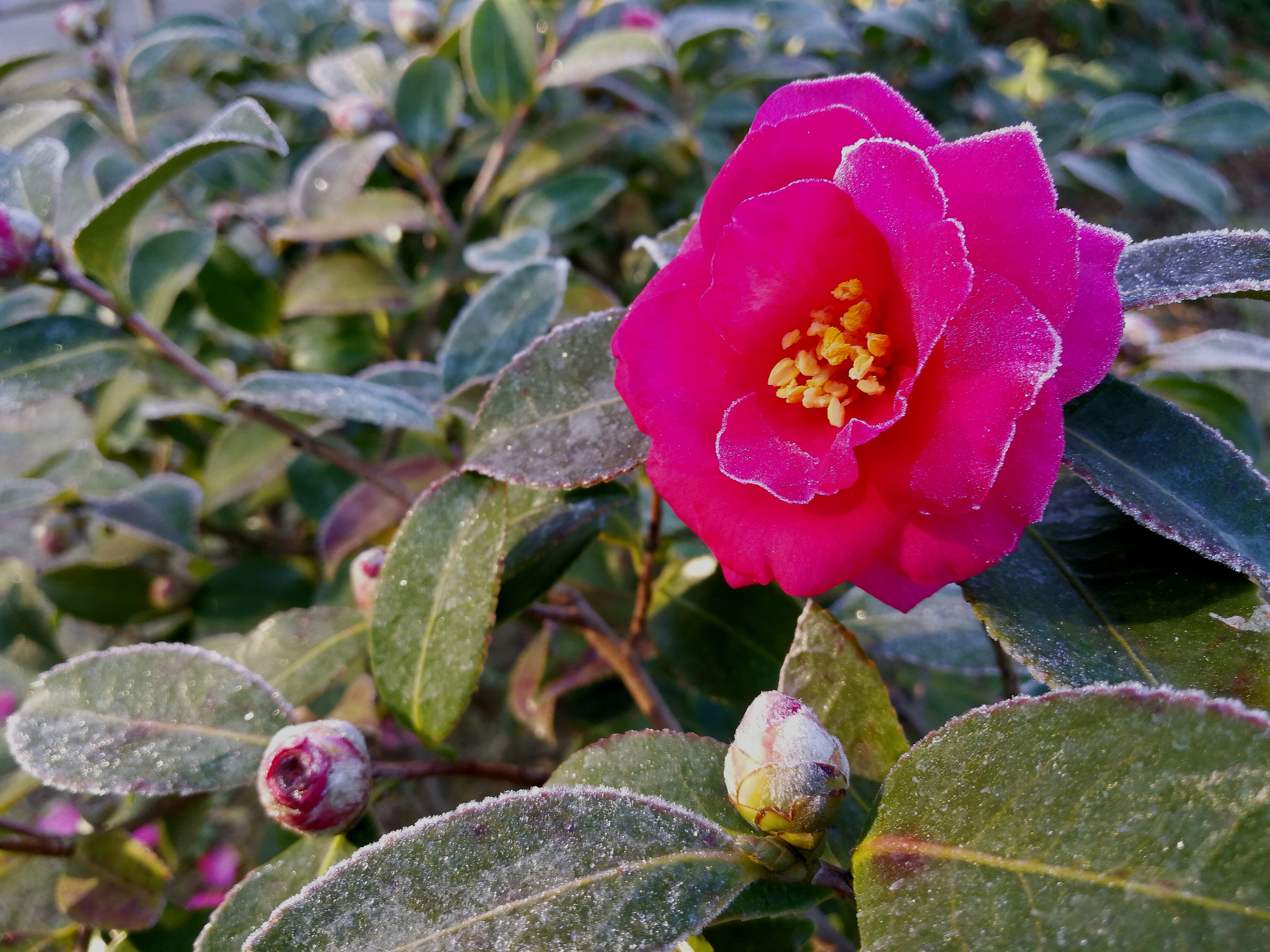 水景園のみどころ 12 21冬至 けいはんな記念公園