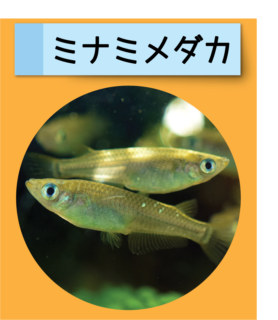 はっけん こうえんのいきもの ミナミメダカ けいはんな記念公園