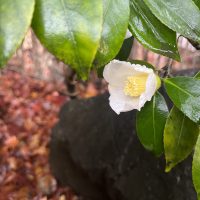 水景園の見どころ　二十四節気・冬至