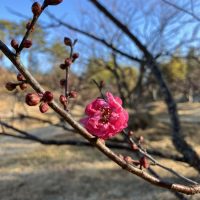 水景園の見どころ　二十四節気・立春