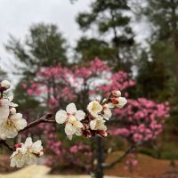 水景園の見どころ　二十四節気・啓蟄