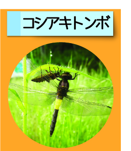 はっけん！こうえんのいきもの【コシアキトンボ】