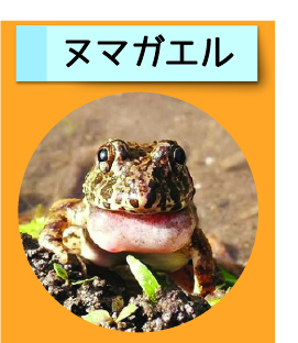 はっけん！こうえんのいきもの【ヌマガエル】
