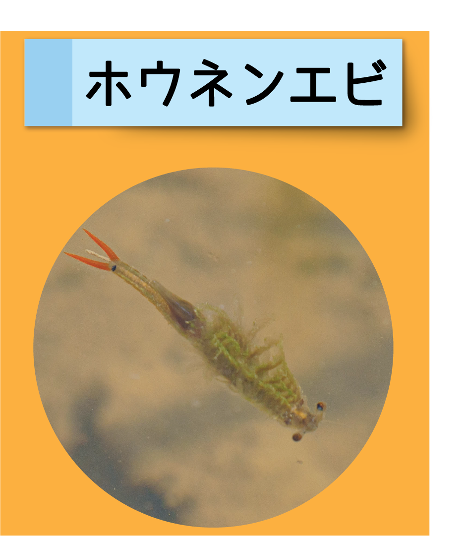 はっけん！こうえんのいきもの【ホウネンエビ】
