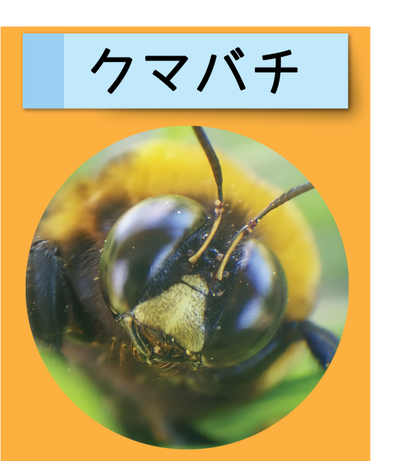 はっけん！こうえんのいきもの【クマバチ】