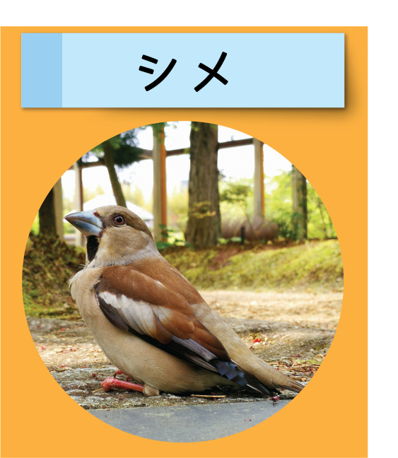 はっけん！こうえんのいきもの【シメ】