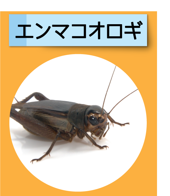 はっけん！こうえんのいきもの【エンマコオロギ】