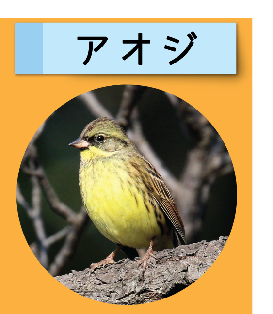 はっけん！こうえんのいきもの【アオジ】