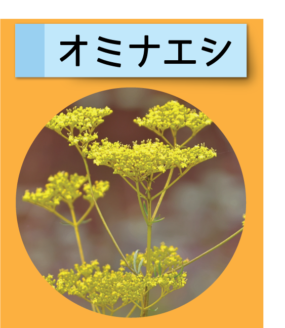 はっけん！こうえんのいきもの【オミナエシ】