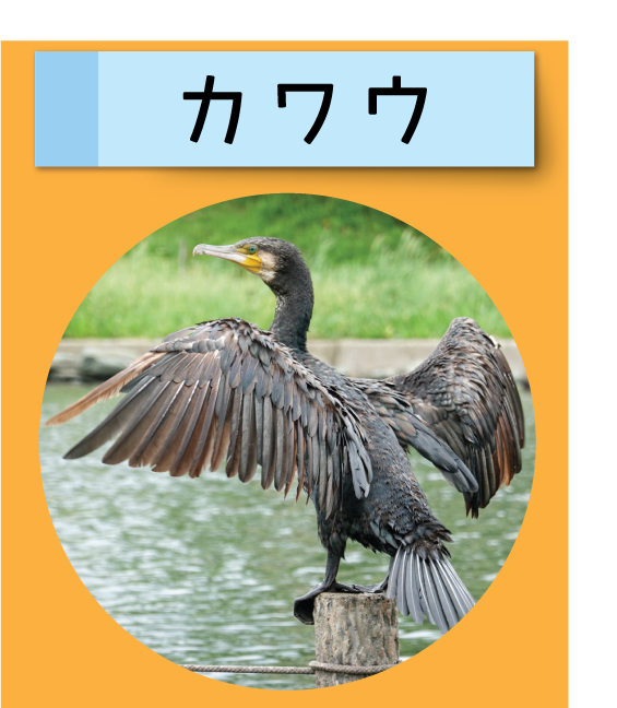 はっけん！こうえんのいきもの【カワウ】