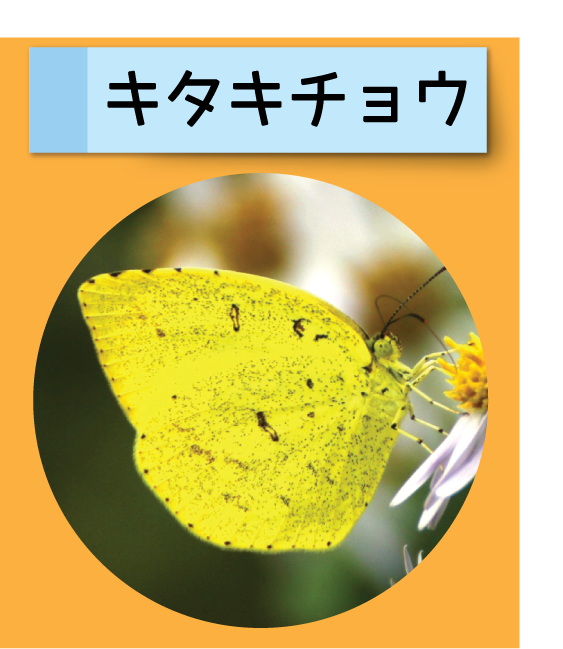 はっけん！こうえんのいきもの【キタキチョウ】