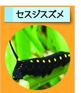 はっけん！こうえんのいきもの【セスジスズメ】