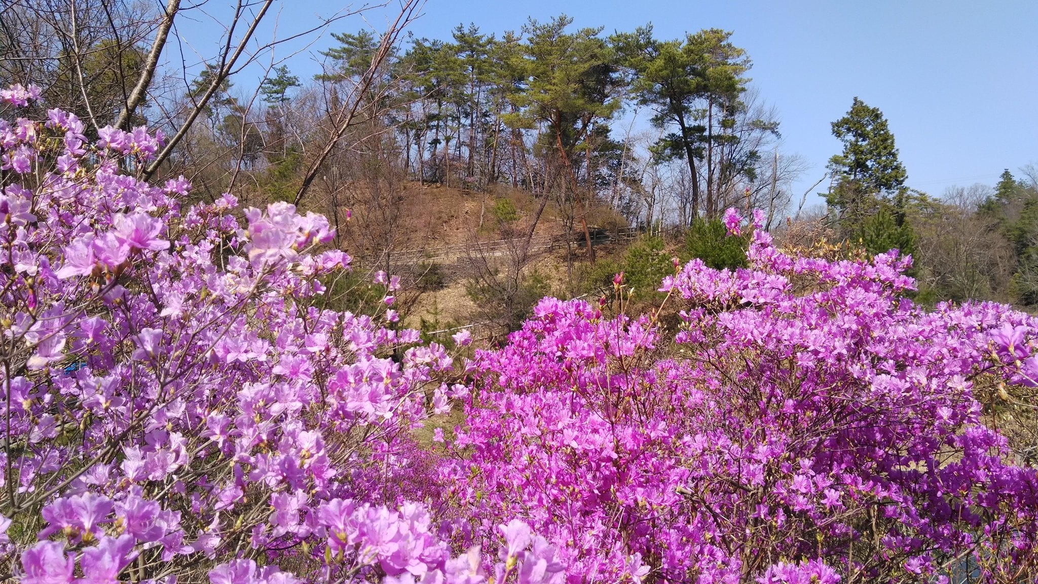 紅萠ゆる里山のつくりかた