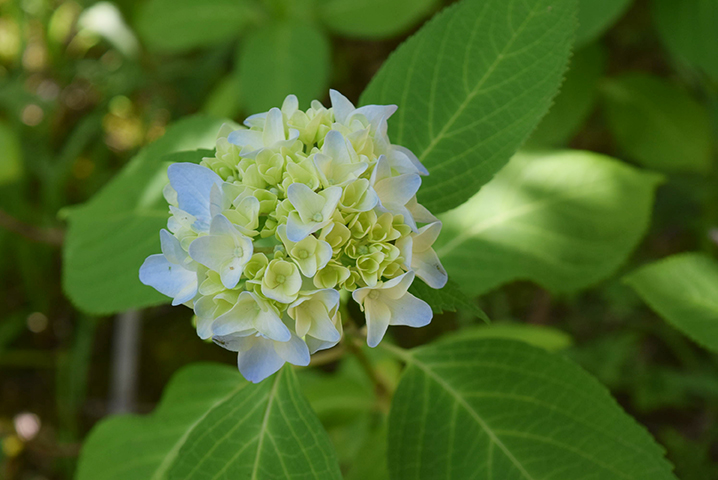 水景園の見どころ【2020.6.5芒種】