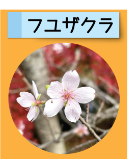 はっけん！こうえんのいきもの【フユザクラ】