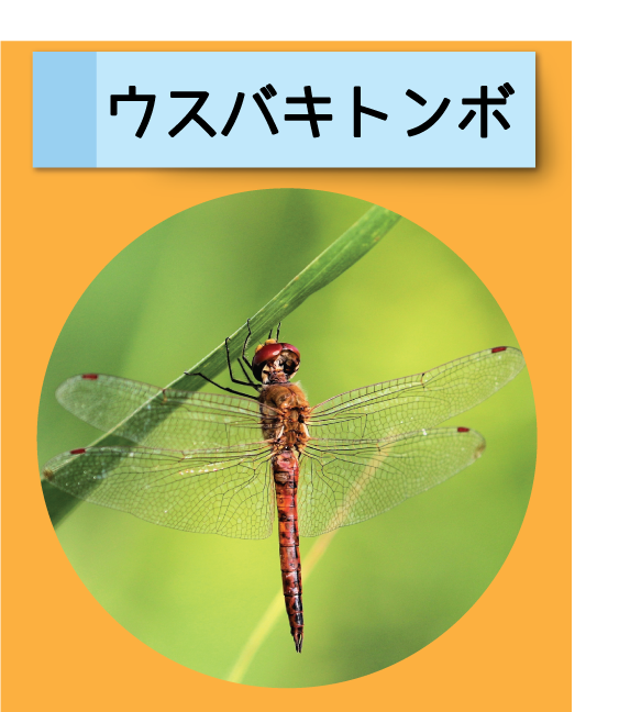 はっけん！こうえんのいきもの【ウスバキトンボ】