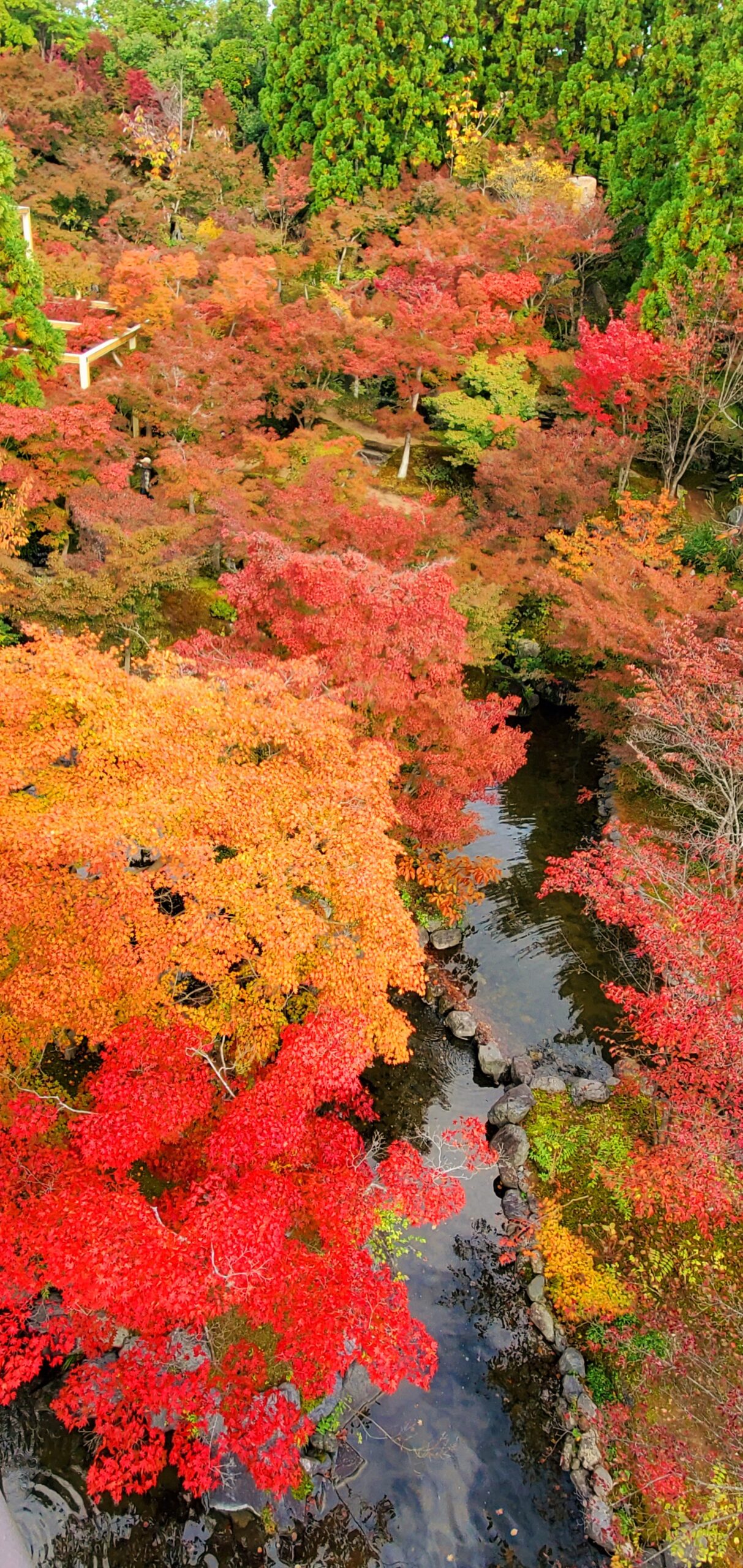 水景園のみどころ【2020.11.7立冬】