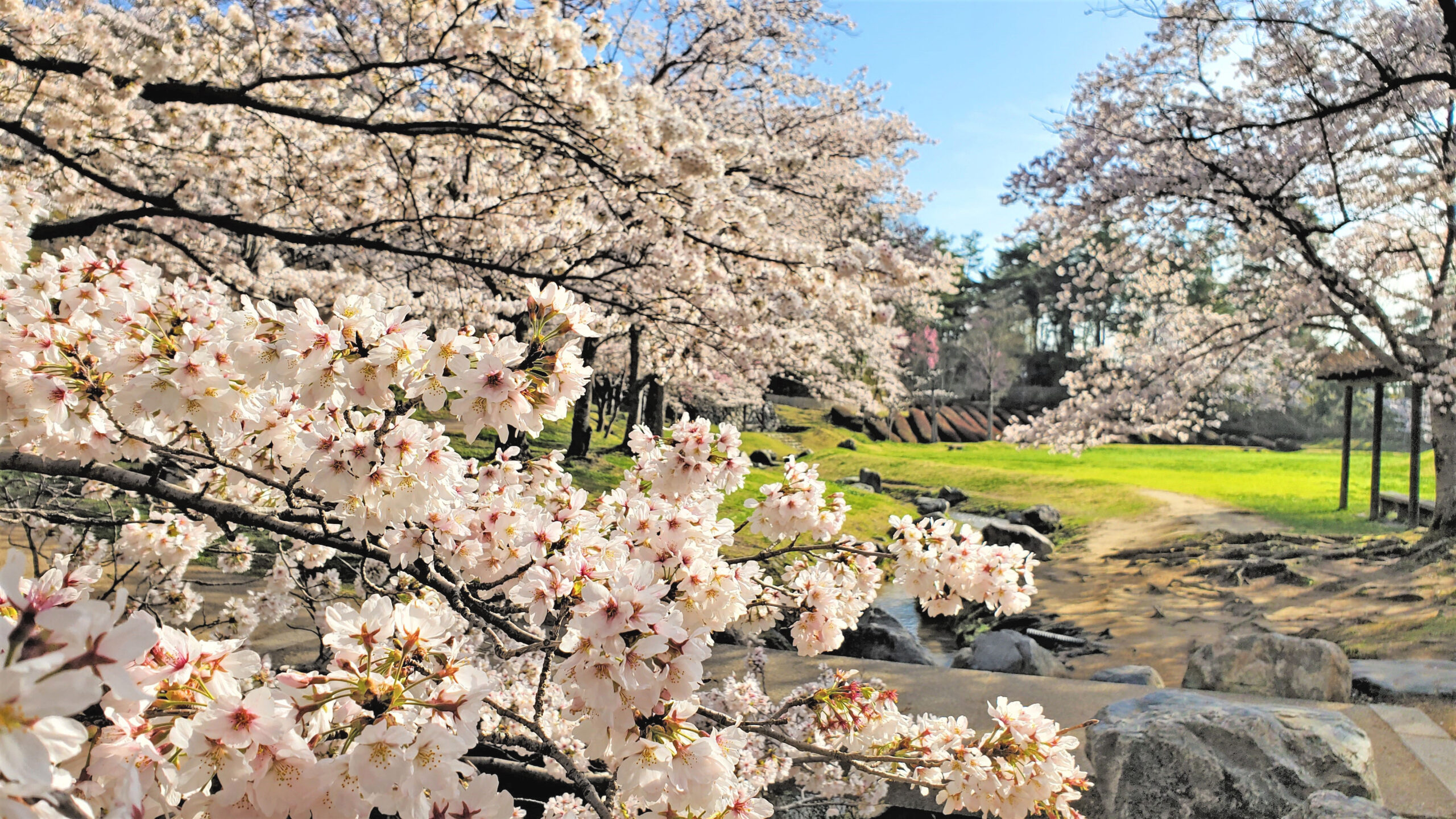 桜の季節