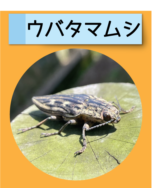 はっけん！こうえんのいきもの【ウバタマムシ】