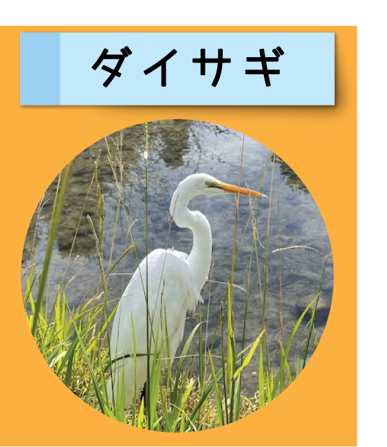 はっけん！こうえんのいきもの【ダイサギ】