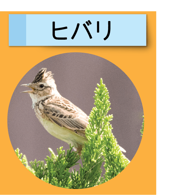 はっけん！こうえんのいきもの【ヒバリ】