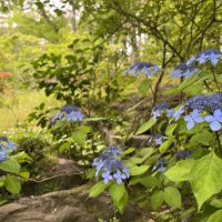 水景園の見どころ　二十四節気・芒種