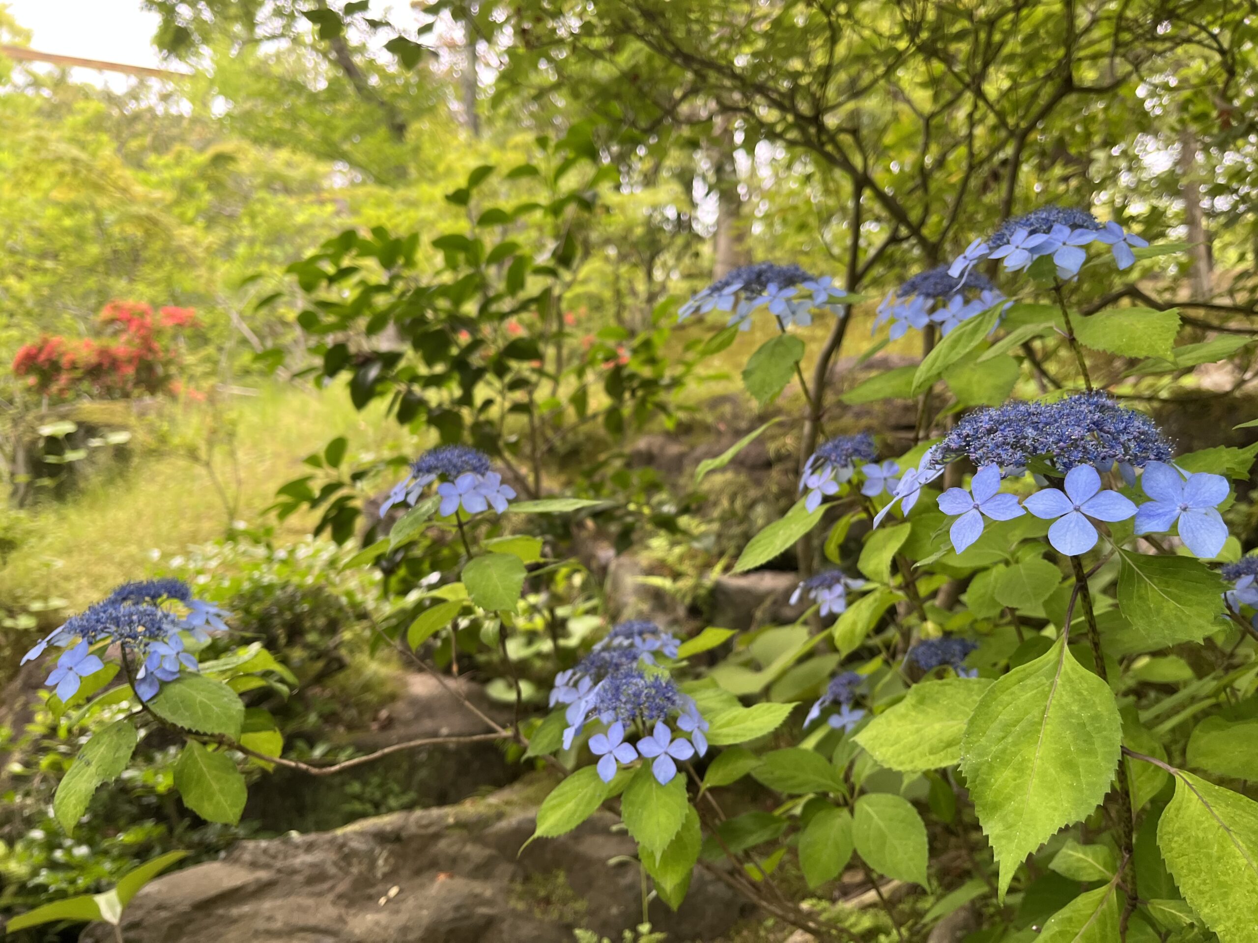 水景園の見どころ　二十四節気・芒種