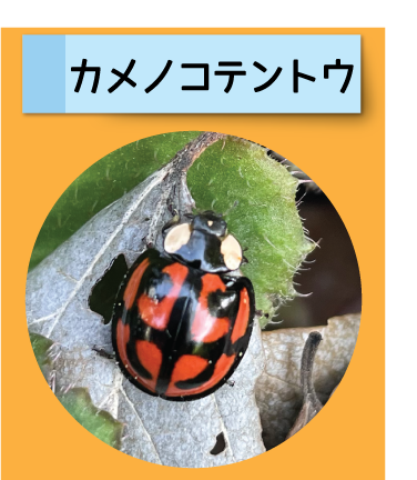 はっけん！こうえんのいきもの【カメノコテントウ】