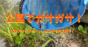 【動画】7月　公園でガサガサ