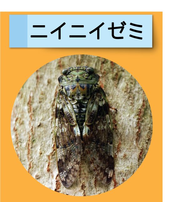 はっけん！こうえんのいきもの【ニイニイゼミ】