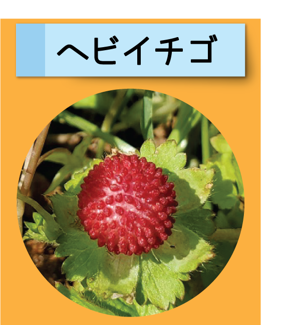 はっけん！こうえんのいきもの【ヘビイチゴ】