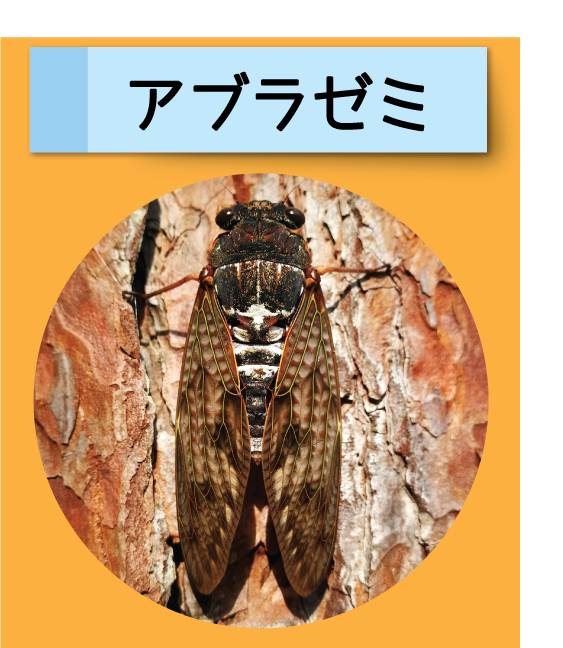 はっけん！こうえんのいきもの【アブラゼミ】
