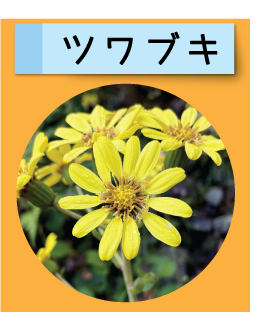はっけん！こうえんのいきもの【ツワブキ】