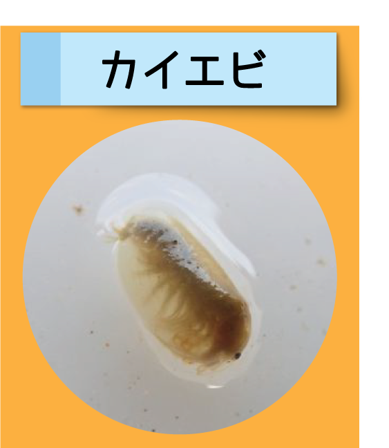 はっけん！こうえんのいきもの【カイエビ】
