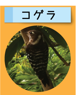 はっけん！こうえんのいきもの【コゲラ】