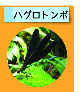 はっけん！こうえんのいきもの【ハグロトンボ】