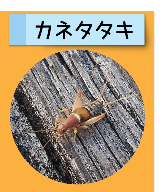 はっけん！こうえんのいきもの【カネタタキ】