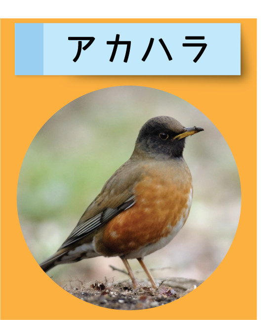 はっけん！こうえんのいきもの【アカハラ】