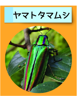 はっけん！こうえんのいきもの【ヤマトタマムシ】