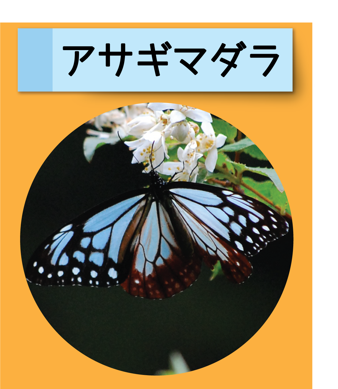 はっけん！こうえんのいきもの【アサギマダラ】
