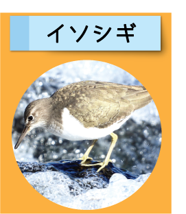 はっけん！こうえんのいきもの【イソシギ】