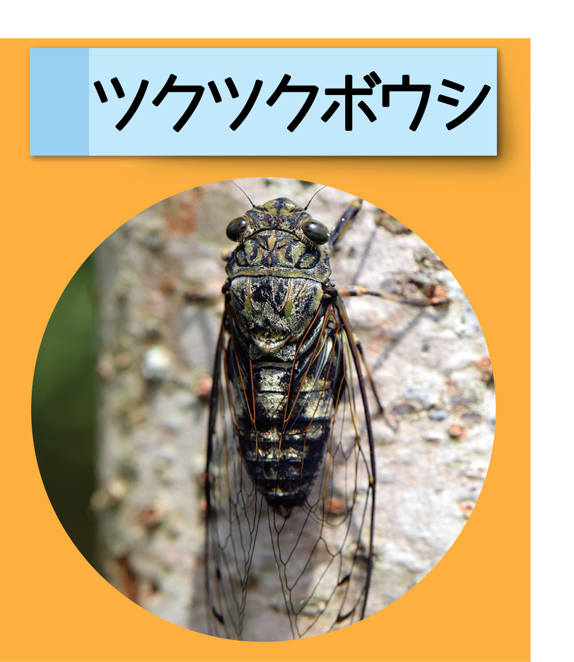 はっけん！こうえんのいきもの【ツクツクボウシ】