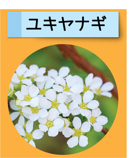 はっけん！こうえんのいきもの【ユキヤナギ】