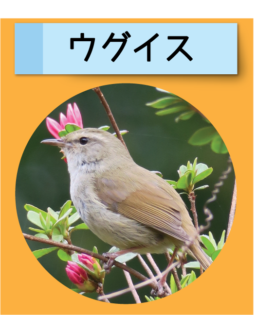 はっけん！こうえんのいきもの【ウグイス】