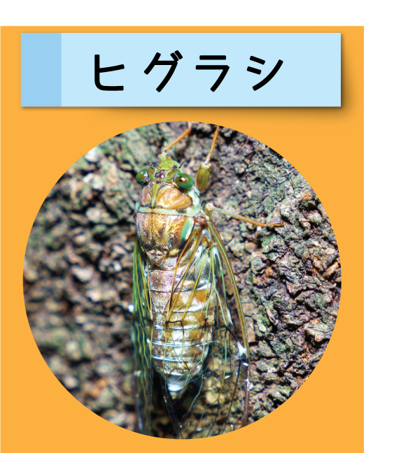 はっけん！こうえんのいきもの【ヒグラシ】