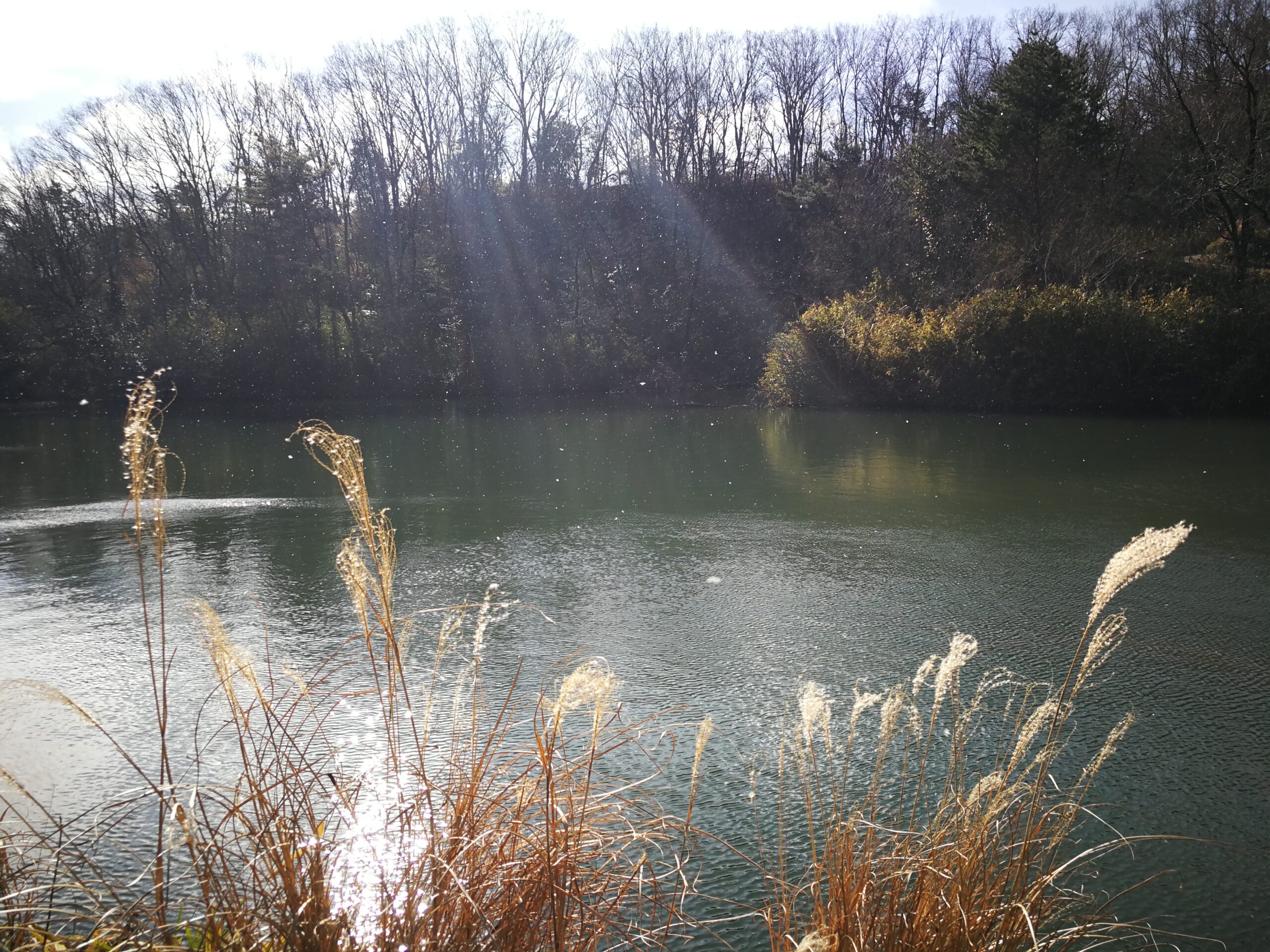俳句でたどる公園の冬景色