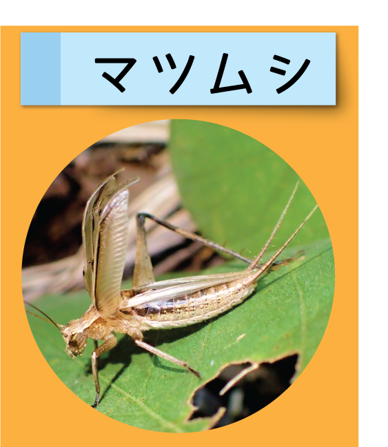 はっけん！こうえんのいきもの【マツムシ】